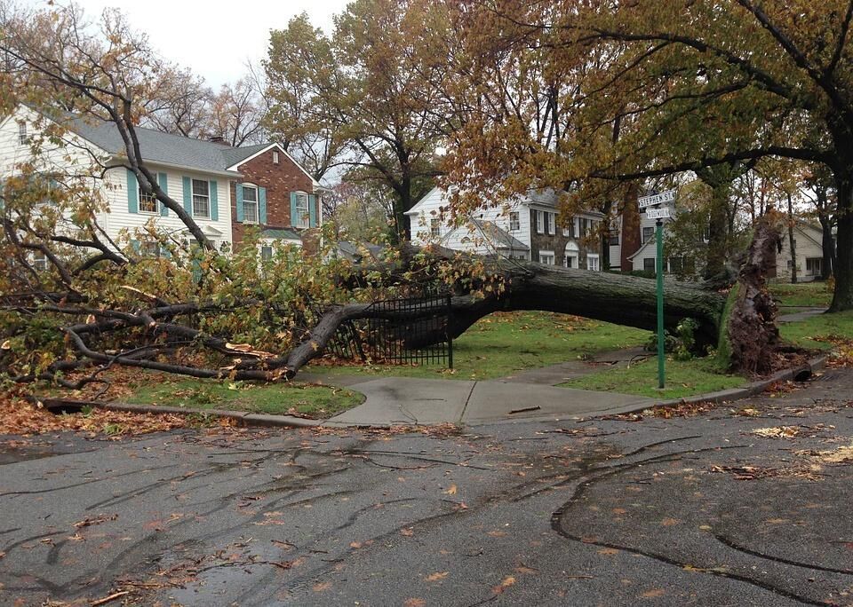 #13. Trim the trees near your home